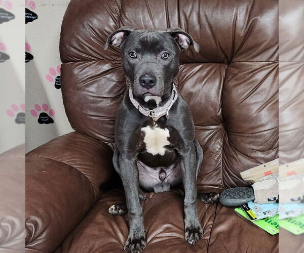 Medium Photo #2 Mutt Puppy For Sale in Fargo, ND, USA