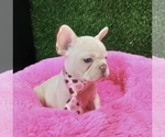 Small #7 French Bulldog