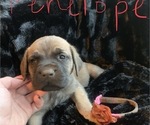 Small Photo #3 Mastiff Puppy For Sale in WELLSTON, OK, USA