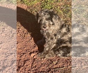 Labradoodle Puppy for sale in FLAGSTAFF, AZ, USA