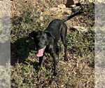 Small #5 Labrador Retriever Mix