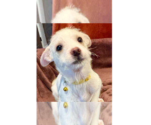 Medium Photo #2 Chihuahua-Unknown Mix Puppy For Sale in Andover, MN, USA