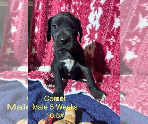 Great Dane Puppy for sale in WILLIS, TX, USA