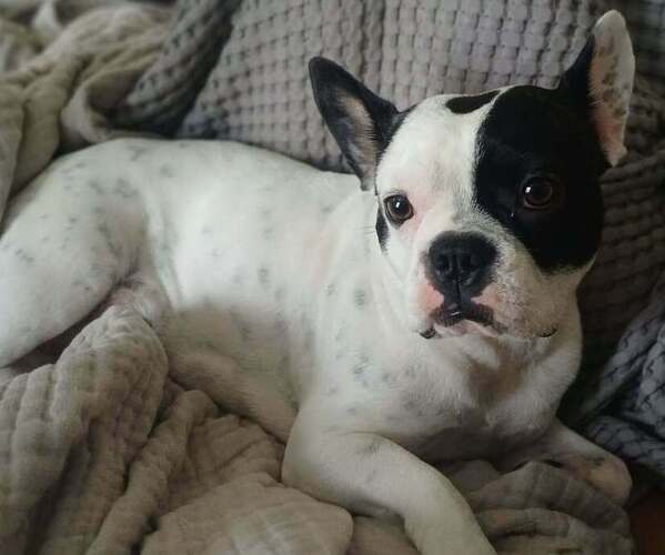 Medium Photo #1 French Bulldog Puppy For Sale in BOWLING GREEN, KY, USA