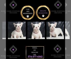 French Bulldog Puppy for sale in WARSAW, IN, USA