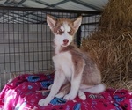 Small Photo #1 Siberian Husky Puppy For Sale in GAFFNEY, SC, USA