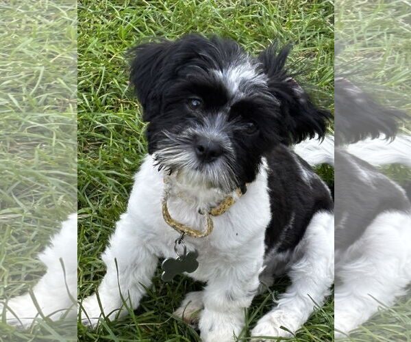 Medium Photo #1 Havanese Puppy For Sale in Sioux Falls, SD, USA