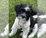Small Havanese