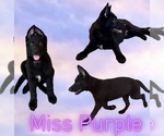 Image preview for Ad Listing. Nickname: Miss Purple