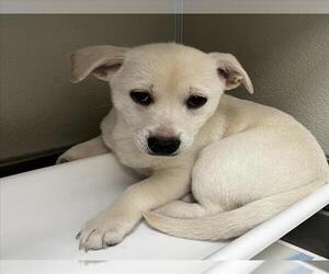 Chihuahua-Unknown Mix Dogs for adoption in Tracy, CA, USA