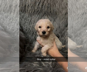 Goldendoodle Puppy for sale in MILTON, WI, USA
