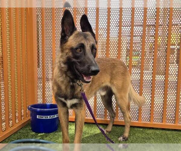 Medium Photo #2 German Shepherd Dog-Unknown Mix Puppy For Sale in Las Vegas, NV, USA