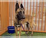 Small #1 German Shepherd Dog Mix