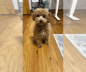 Poodle (Toy) Puppy for sale in CHICAGO, IL, USA