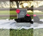 Image preview for Ad Listing. Nickname: Lily