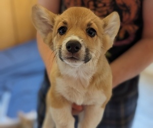 Medium Pembroke Welsh Corgi