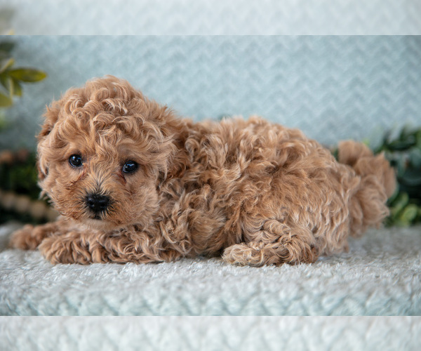 Medium Photo #11 Poodle (Miniature)-ShihPoo Mix Puppy For Sale in SUGARCREEK, OH, USA