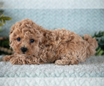 Small Photo #11 Poodle (Miniature)-ShihPoo Mix Puppy For Sale in SUGARCREEK, OH, USA