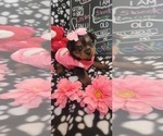 Puppy Rose Yorkshire Terrier