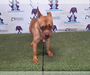 Boxer-Unknown Mix Dogs for adoption in Orlando, FL, USA