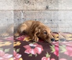 Small #7 Golden Retriever