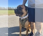 Small Photo #1 Bullmastiff Puppy For Sale in JAY, FL, USA