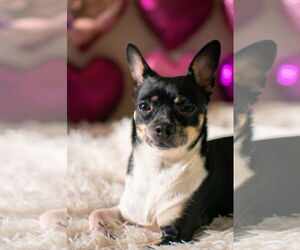 Rat-Cha Dogs for adoption in San Francisco, CA, USA