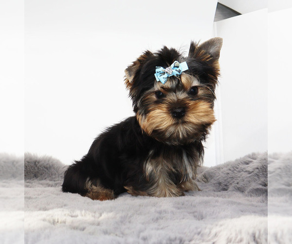 Medium Photo #2 Yorkshire Terrier Puppy For Sale in LOS ANGELES, CA, USA