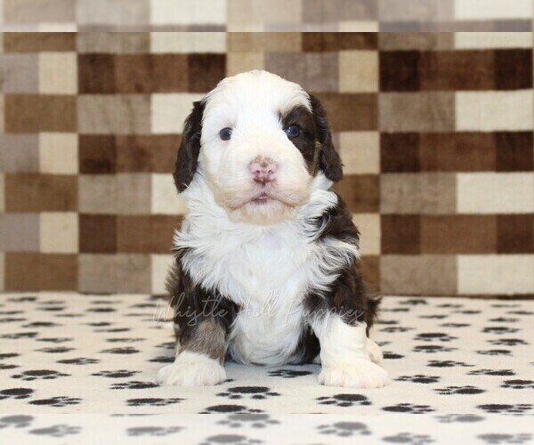 Medium Photo #6 Bernedoodle (Miniature) Puppy For Sale in DENVER, PA, USA