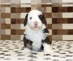 Small #5 Bernedoodle (Miniature)
