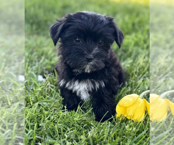 Medium Photo #8 Morkie Puppy For Sale in ROCK STREAM, NY, USA