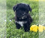 Small #7 Morkie