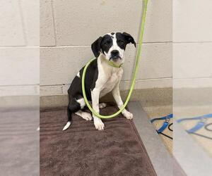 Border Collie Dogs for adoption in Santa Maria, CA, USA