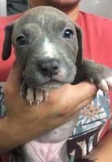 American Pit Bull Terrier Puppy for sale in MILILANI, HI, USA