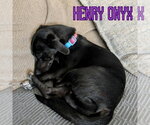 Small #3 Dachshund Mix