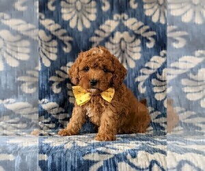 Cavapoo Puppy for sale in NEW PROVIDENCE, PA, USA