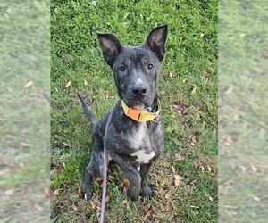 Labrador Retriever-Unknown Mix Dogs for adoption in Sacramento, CA, USA