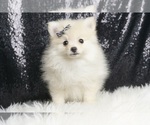 Small #2 Pomeranian