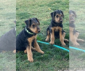Airedale Terrier Puppy for sale in SIERRA VISTA, AZ, USA