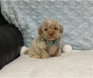 Poodle (Toy) Puppy for sale in CAMPBELLSVILLE, KY, USA