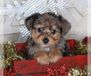 YorkiePoo Puppy for sale in FREDERICKSBURG, OH, USA