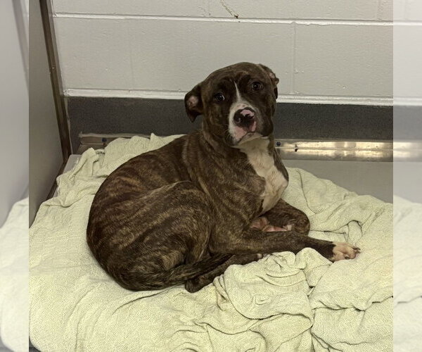 Medium Photo #1 Mutt Puppy For Sale in Glen Allen, VA, USA