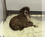 DA 19 Dr. Pepper - Male Mutt Dog for Adoption - Small photo
