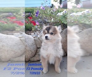 Pomsky Puppy for Sale in SHIPSHEWANA, Indiana USA