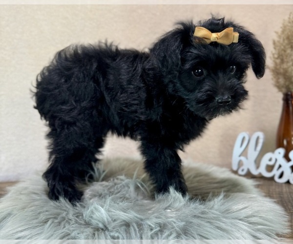 Medium Photo #3 YorkiePoo Puppy For Sale in NAPPANEE, IN, USA