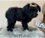 Small #2 YorkiePoo