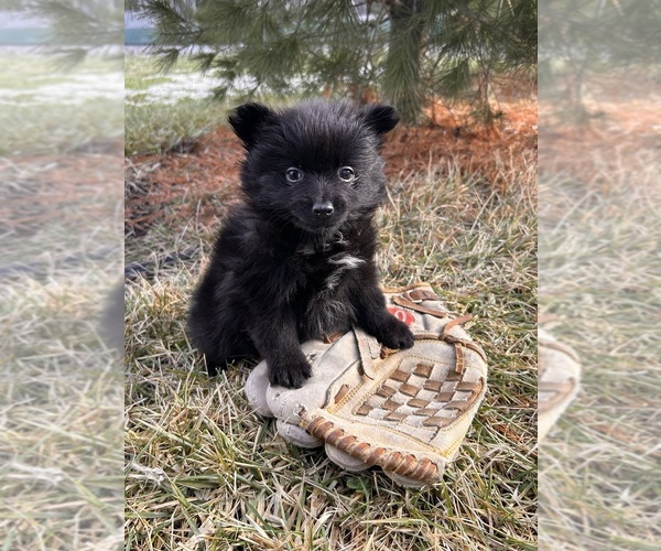 Medium Photo #5 Pomeranian Puppy For Sale in MIDDLEBURY, IN, USA