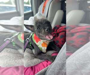 Vashti - Female Mutt Dog for Adoption - Photo #3