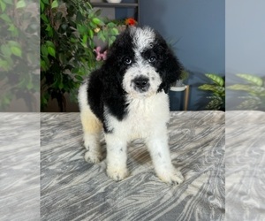 Labradoodle Puppy for sale in GREENWOOD, IN, USA