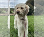 Small #7 Poodle (Standard)-Siberian Husky Mix